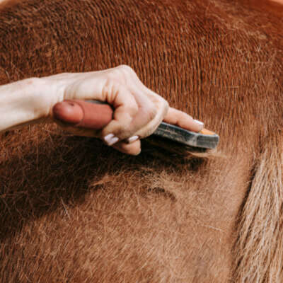 themenwelt krachel bild fellwechsel 400x400